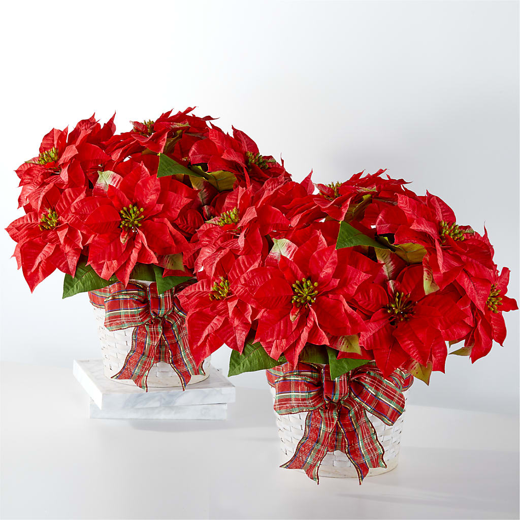 Happiest Holidays Poinsettia Bundle – WENDT'S POTS AND POSIES, Dunlap IA