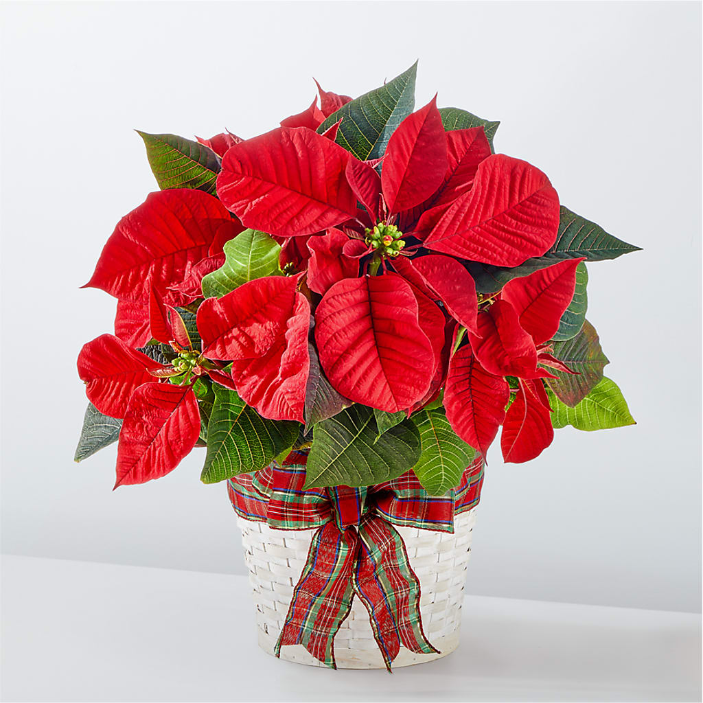 Happiest Holidays Poinsettia – WENDT'S POTS AND POSIES, Dunlap IA
