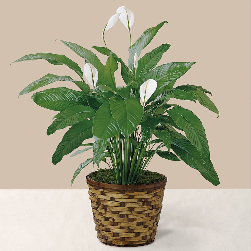 Tranquil Moments Peace Lily Plant – WENDT'S POTS AND POSIES, Dunlap IA