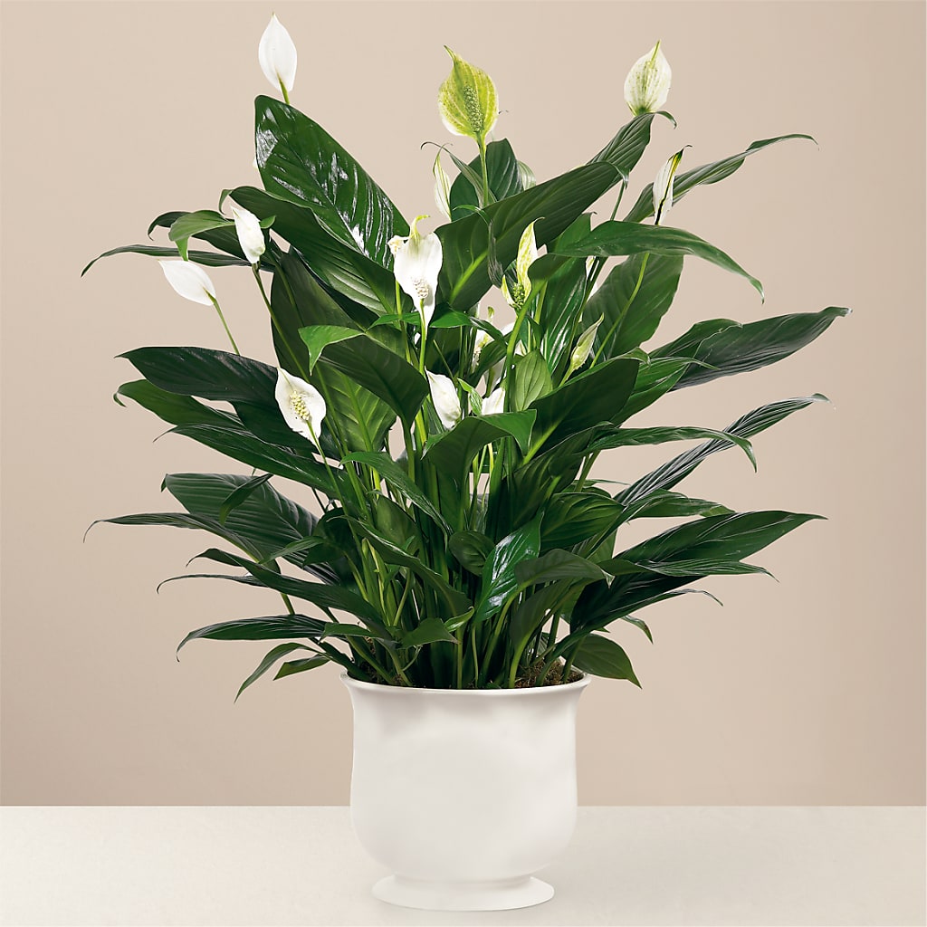 Comfort Planter – WENDT'S POTS AND POSIES, Dunlap IA