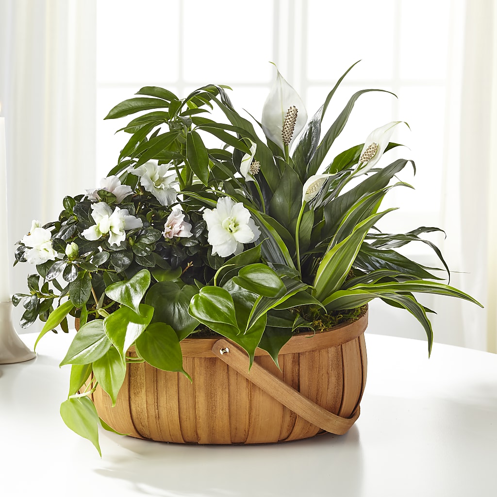 Serene Dishgarden – WENDT'S POTS AND POSIES, Dunlap IA