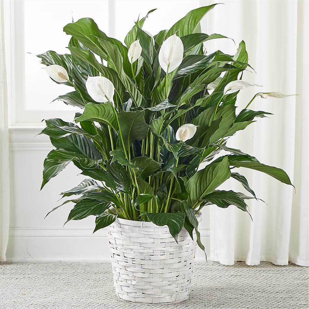 A New Leaf Peace Lily – WENDT'S POTS AND POSIES, Dunlap IA