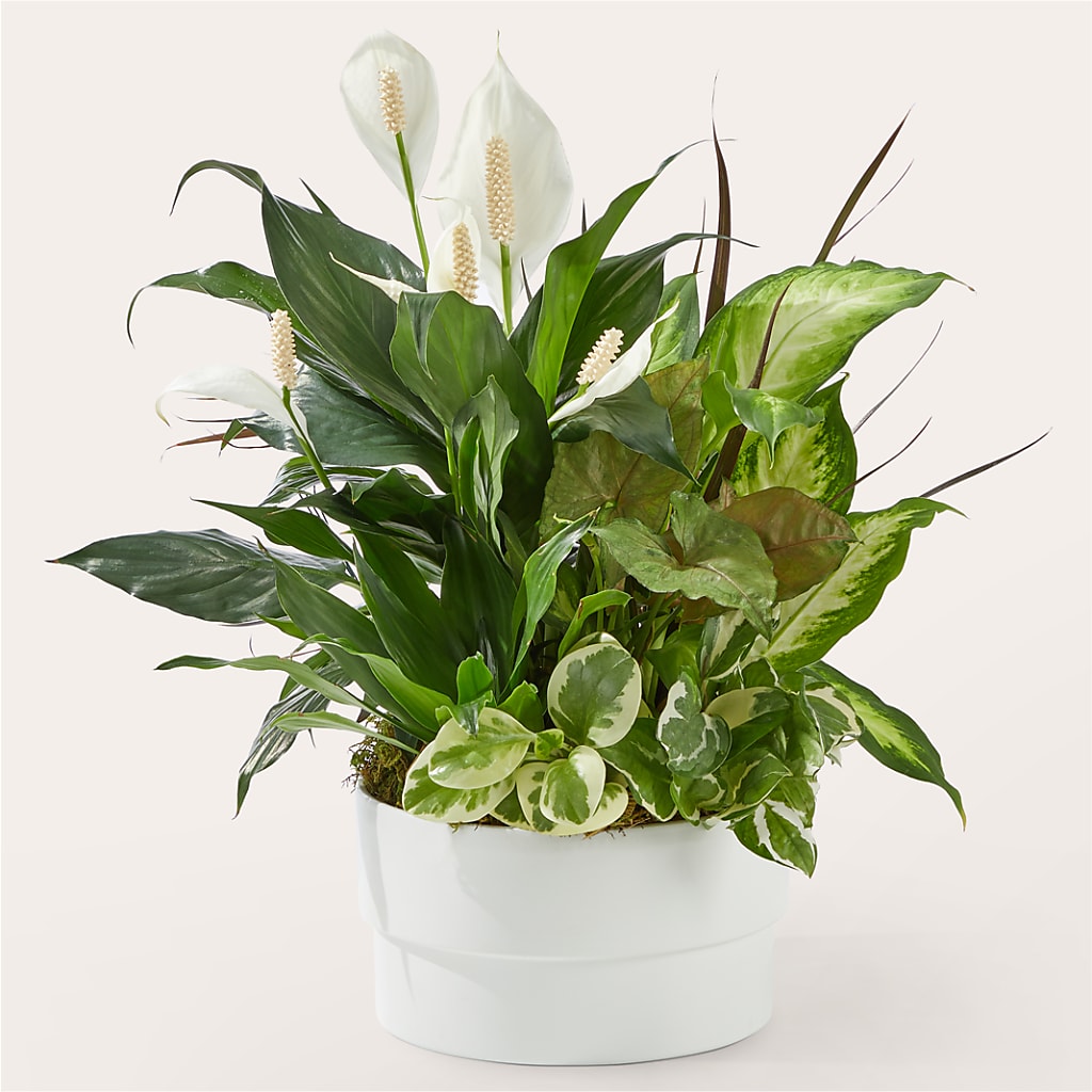 Radiating Positivity Dishgarden – WENDT'S POTS AND POSIES, Dunlap IA