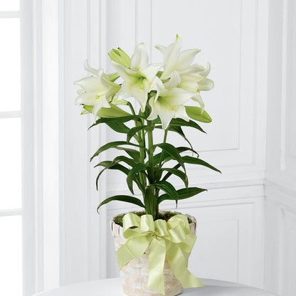 Easter Lily Plant – WENDT'S POTS AND POSIES, Dunlap IA