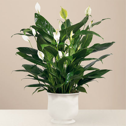 Comfort Planter – WENDT'S POTS AND POSIES, Dunlap IA