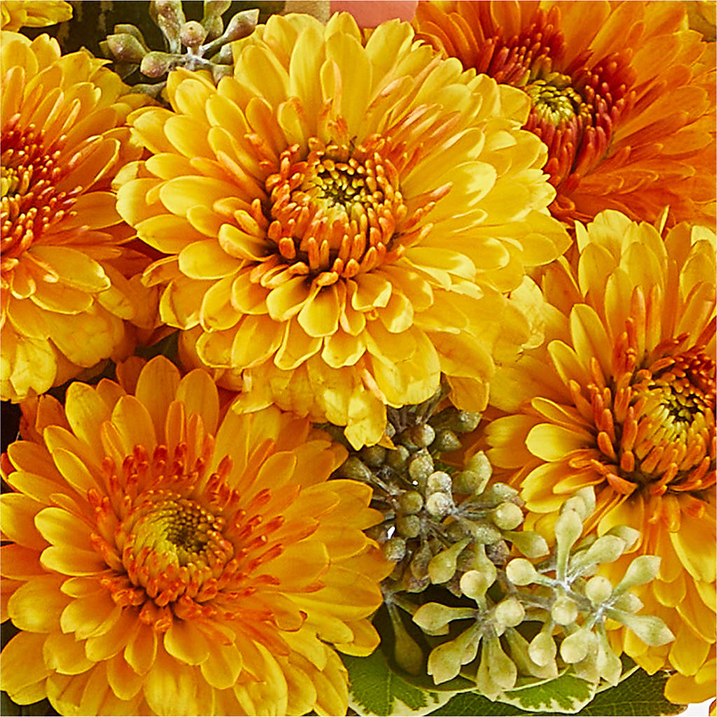 Peachy Pumpkin – WENDT'S POTS AND POSIES, Dunlap IA