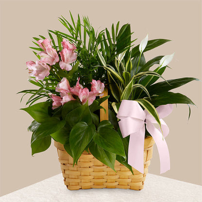 Living Spirit Dishgarden – WENDT'S POTS AND POSIES, Dunlap IA