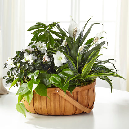 Serene Dishgarden – WENDT'S POTS AND POSIES, Dunlap IA