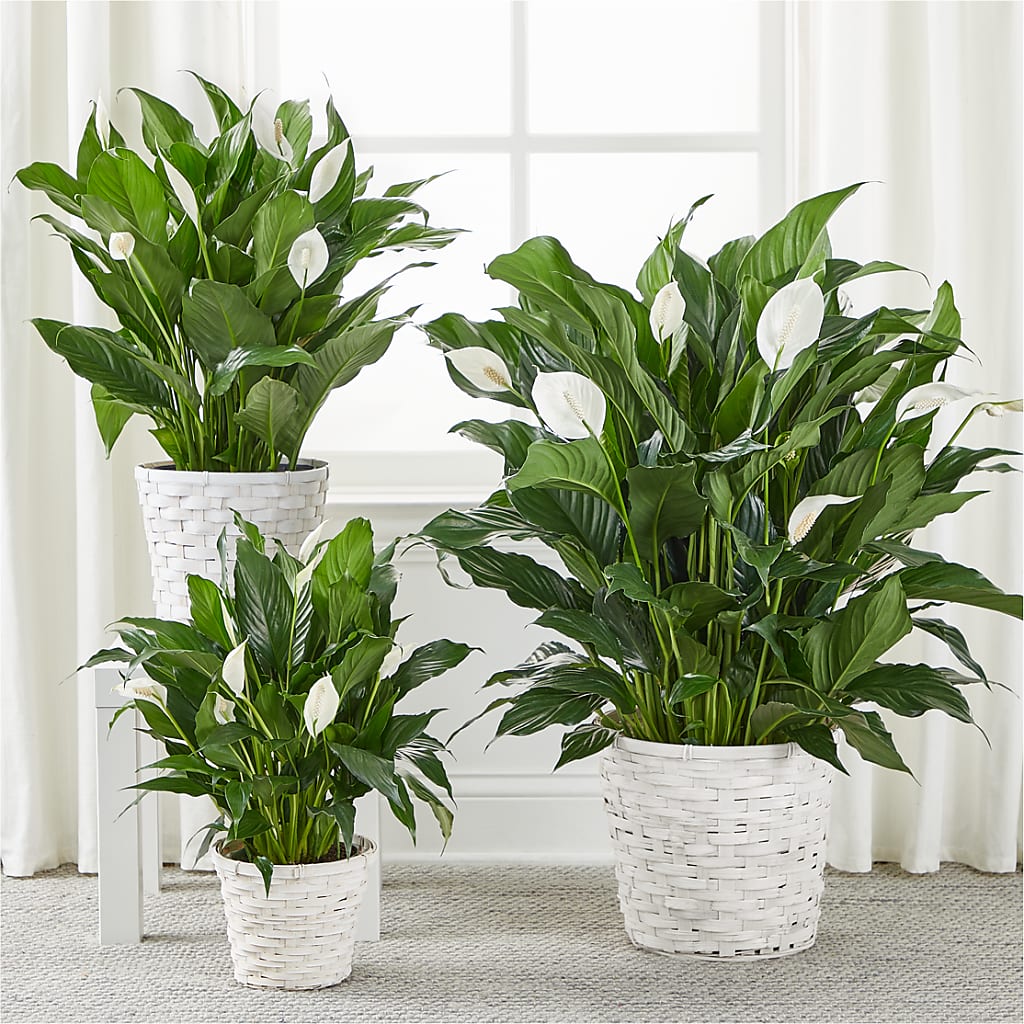 A New Leaf Peace Lily – WENDT'S POTS AND POSIES, Dunlap IA