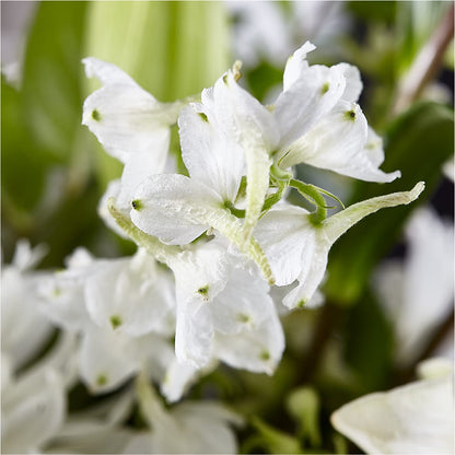 Classic Ivory – A Florist Original – WENDT'S POTS AND POSIES, Dunlap IA